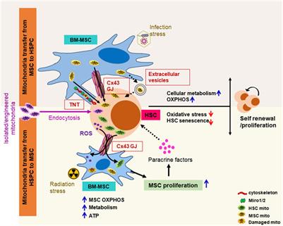 Mesenchymal stromal cells, metabolism, and mitochondrial transfer in bone marrow normal and malignant hematopoiesis